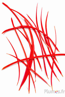 Oca - 10-17 cm - rosso